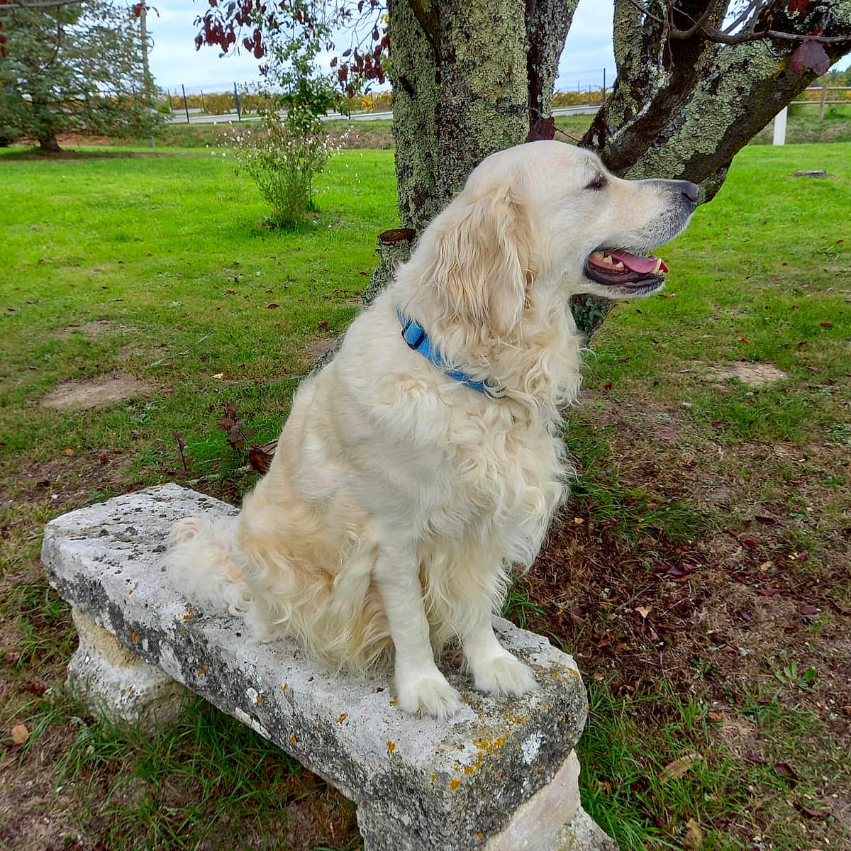 Unik a rejoint le concours — aidez-le/la à gagner de superbes lots ! dog, golden_retriever, bench, tree, grass, outdoor, nature, pet, collar, sitting, canine, fur, leaf, park, animal, greenery, peaceful, daylight, mammal, landscape