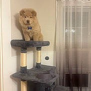 Biscuit is registered to the contest to win money with this photo: animal, bowl, cat_tree, chow_chow, collar, cozy, curtains, cute, dog, fluffy, furniture, home, indoor, pet, puppy, soft_lighting, standing, toy, wall, window