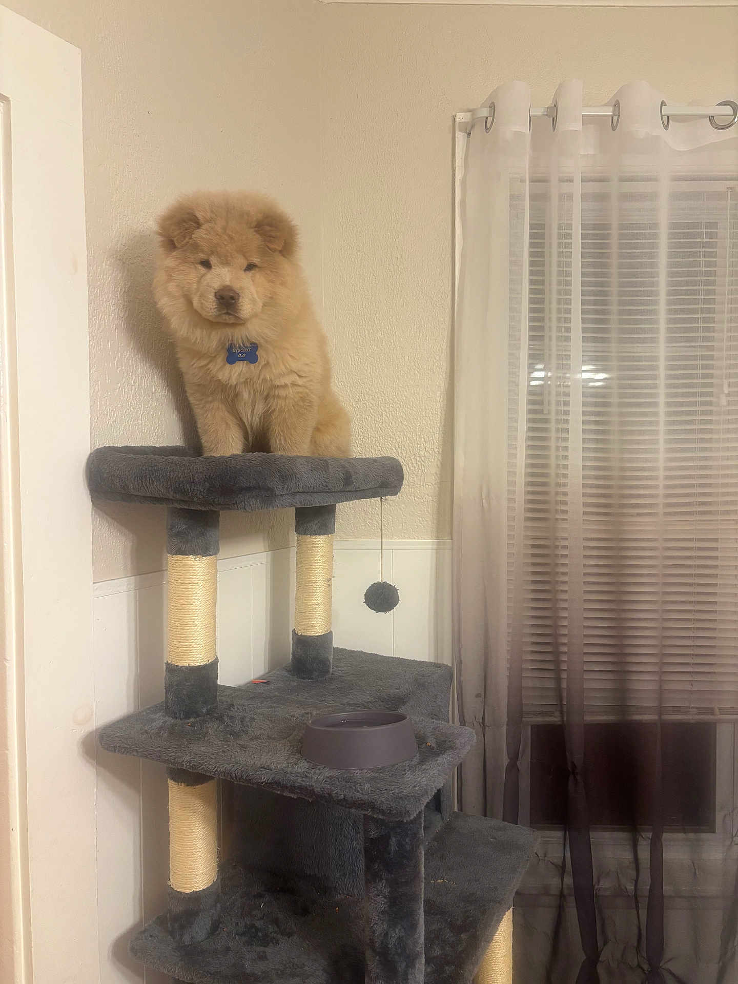 Biscuit