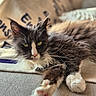 Summer participe au concours pour gagner de l'argent avec cette photo : animal, blanket, cat, close_up, couch, cozy, domestic, feline, fur, home, indoor, long_hair, mammal, paw, pet, relaxed, resting, soft_light, whiskers, yellow_eyes