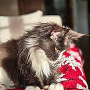 Summer a rejoint le concours — aidez-le/la à gagner de superbes lots ! animal, black_and_white, blanket, cat, cozy, cute, feline, fluffy, fur, indoor, pets, portrait, red, relaxed, sitting, snowflake_pattern, sunlight, whiskers, white, yellow_eyes
