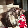 animal, black_and_white, blanket, cat, cozy, cute, feline, fluffy, fur, indoor, pets, portrait, red, relaxed, sitting, snowflake_pattern, sunlight, whiskers, white, yellow_eyes