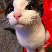 Luna is registered to the contest to win money with this photo: cat, black_and_white, close_up, indoor, pet, curious, whiskers, fur, nose, eyes, animal, mammal, domestic, cute, face, portrait, feline, soft, focus, background