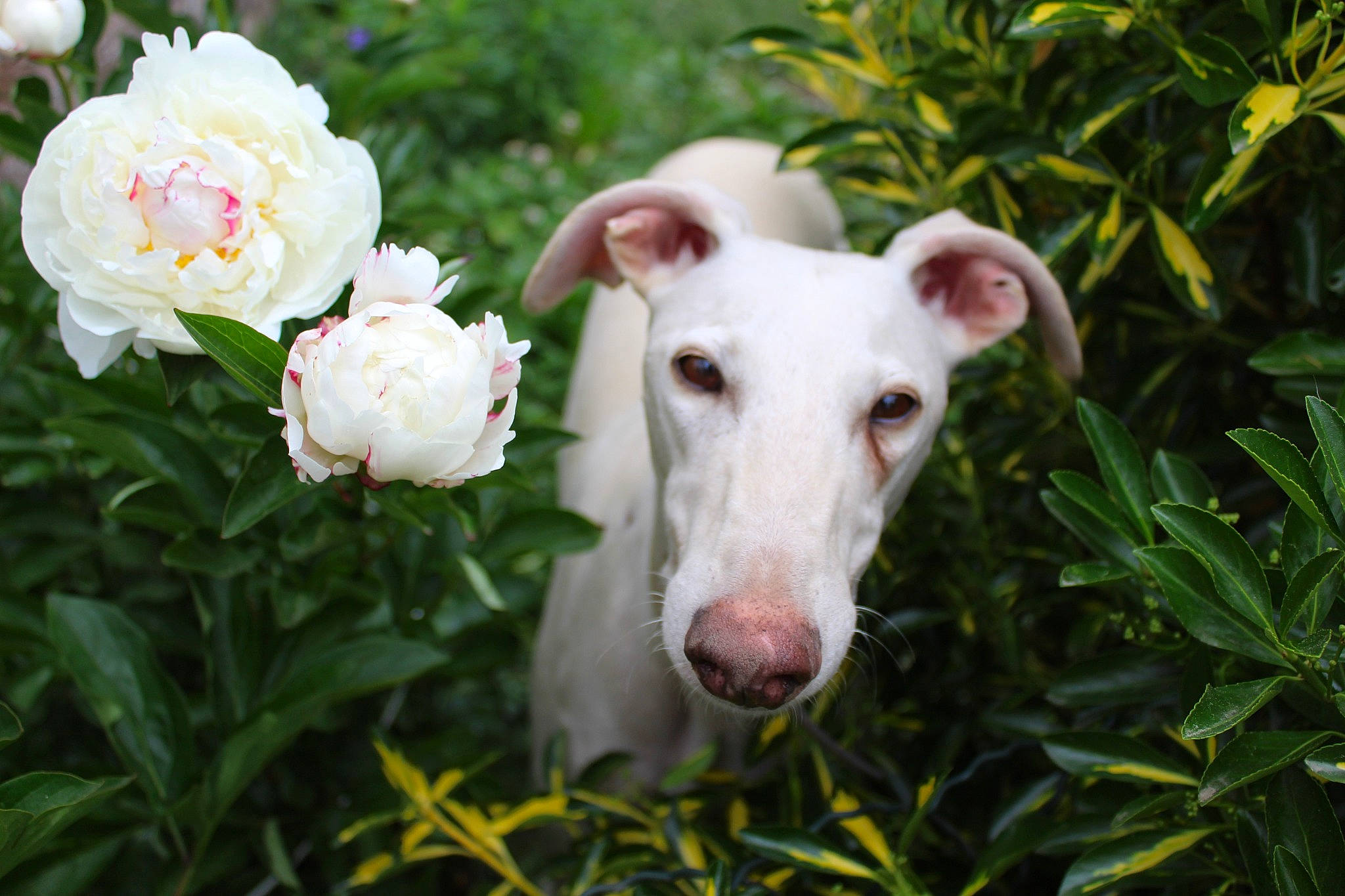 Linus participe au concours pour gagner de l'argent avec cette photo : carnivore, collar, companion_dog, dog, dog_breed, fawn, flower, grass, petal, plant, rose_family, rose_order, sighthound, snout, sporting_group, tail, terrestrial_animal, terrestrial_plant, whiskers, working_animal