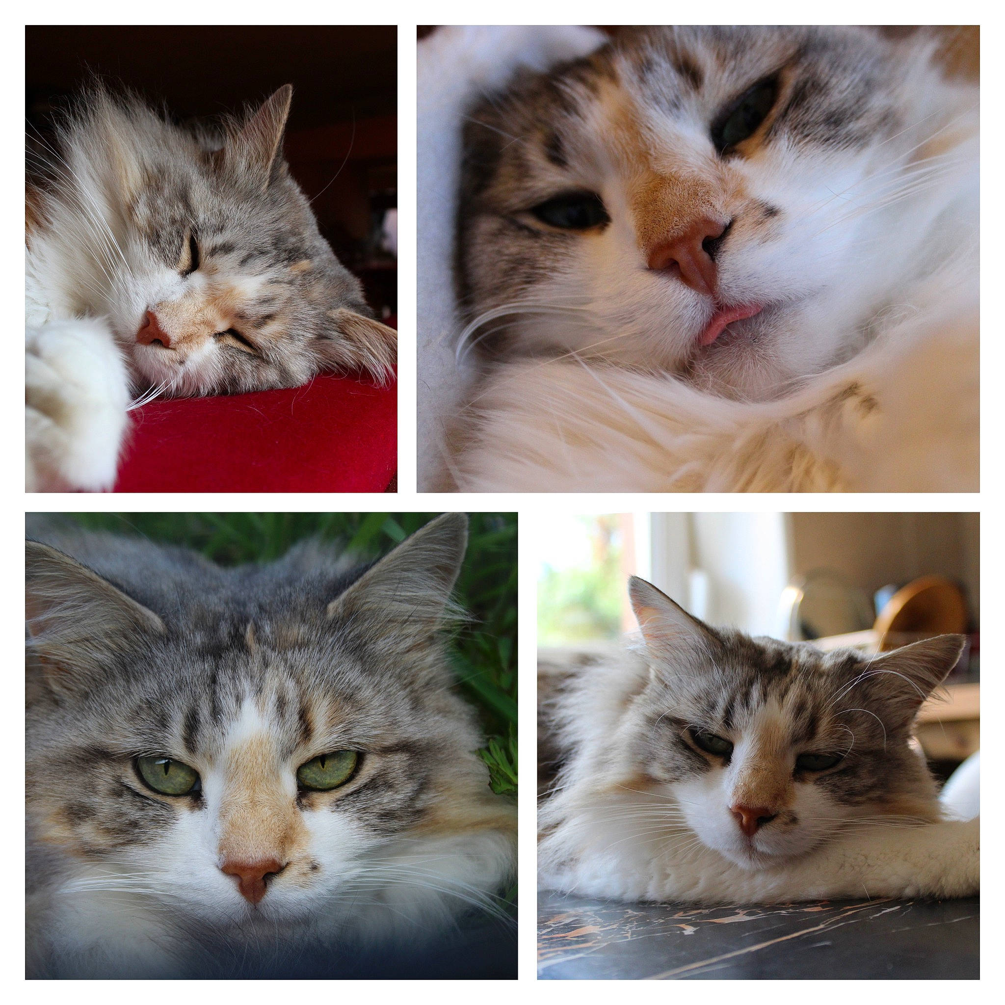 Kallia participe au concours pour gagner de l'argent avec cette photo : beauty, carnivore, cat, collage, domestic_short_haired_cat, ear, eye, felidae, fur, iris, paw, photo_caption, photograph, small_to_medium_sized_cats, snapshot, snout, tail, whiskers, white, window