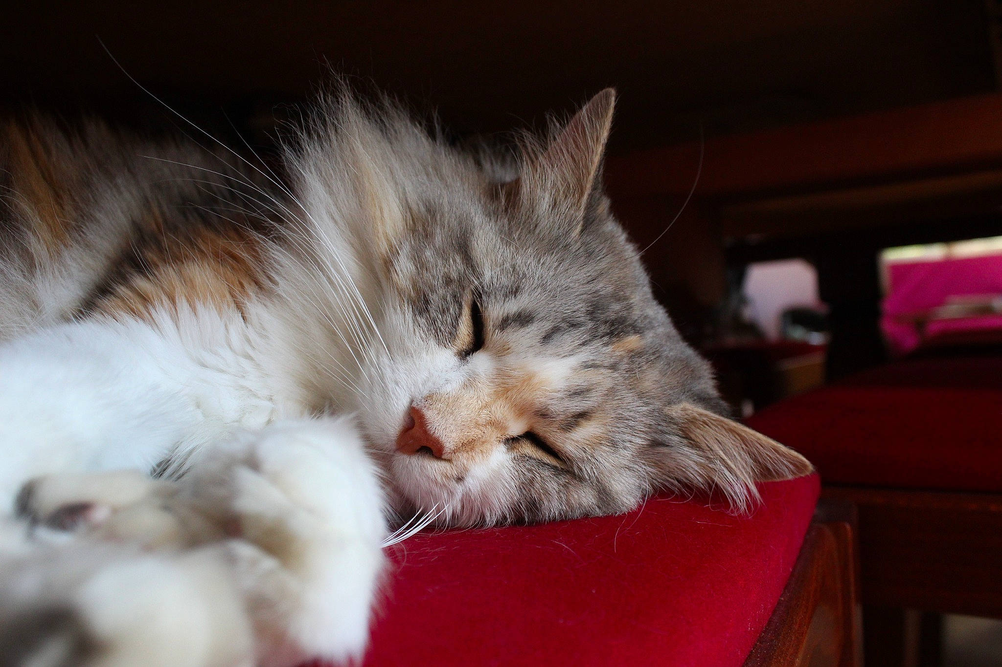 Kallia a rejoint le concours — aidez-le/la à gagner de superbes lots ! carnivore, cat, claw, comfort, domestic_short_haired_cat, event, felidae, fur, nap, paw, small_to_medium_sized_cats, whiskers