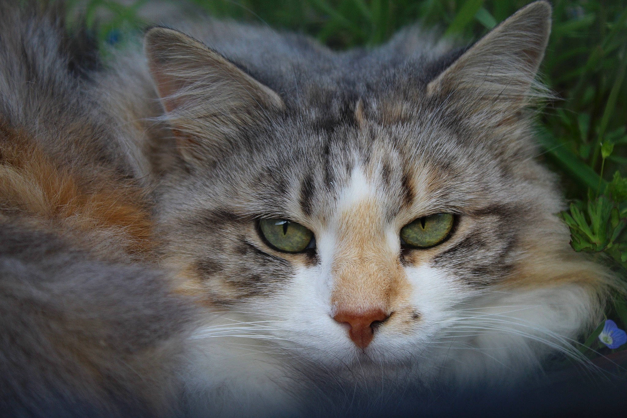 Kallia a rejoint le concours — aidez-le/la à gagner de superbes lots ! carnivore, cat, close_up, domestic_short_haired_cat, eye, felidae, fur, grass, plant, small_to_medium_sized_cats, snout, terrestrial_animal, tree, whiskers, wildlife