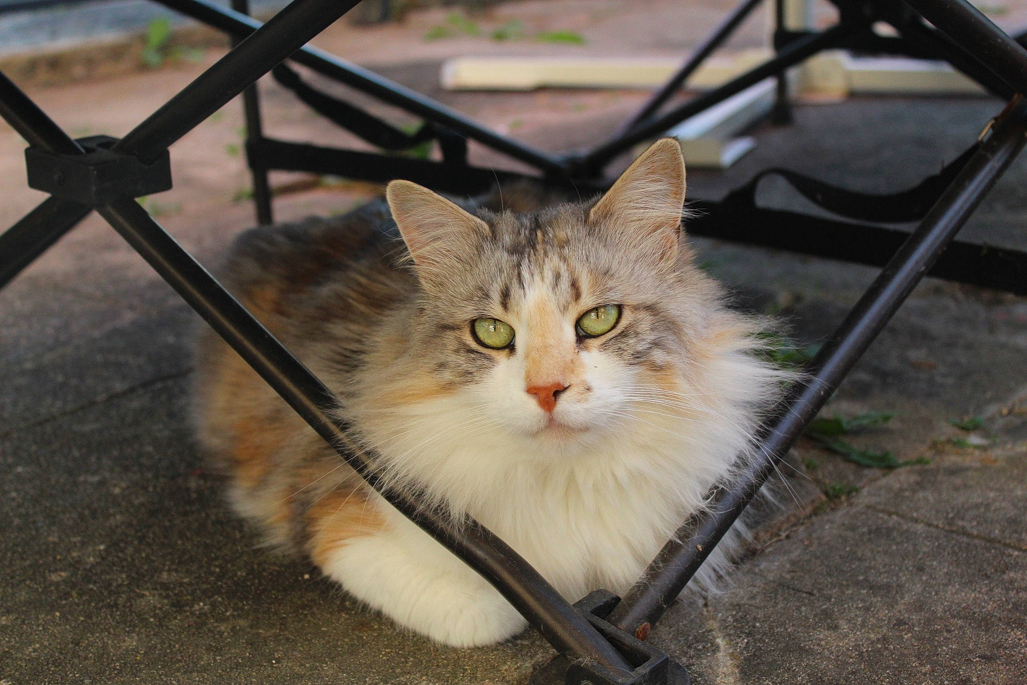 Kallia participe au concours pour gagner de l'argent avec cette photo : animal_shelter, carnivore, cat, domestic_short_haired_cat, eye, fawn, felidae, fence, fur, grass, paw, plant, road_surface, sitting, small_to_medium_sized_cats, snout, tail, tree, whiskers, wildlife