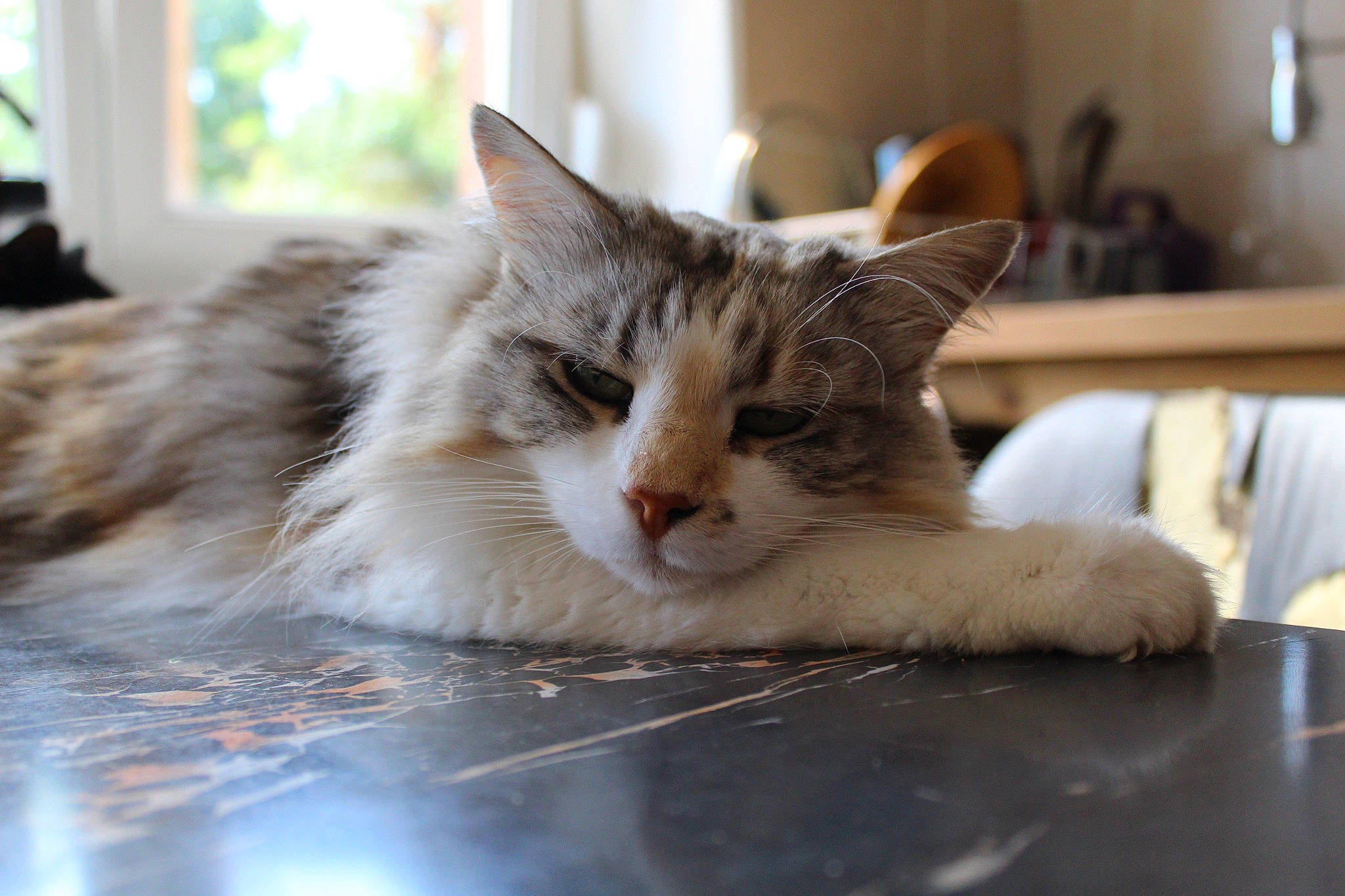 Kallia a rejoint le concours — aidez-le/la à gagner de superbes lots ! carnivore, cat, claw, comfort, domestic_short_haired_cat, felidae, flooring, fur, hardwood, paw, plant, sitting, small_to_medium_sized_cats, snout, tail, whiskers, window, wood