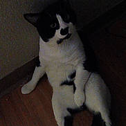 Yang joined the competition — help win amazing prizes! cat, black_and_white, pet, indoor, floor, wall, feline, curious, sitting, relaxed, animal, mammal, whiskers, paw, tail, looking_up, domestic, cute, quiet, resting