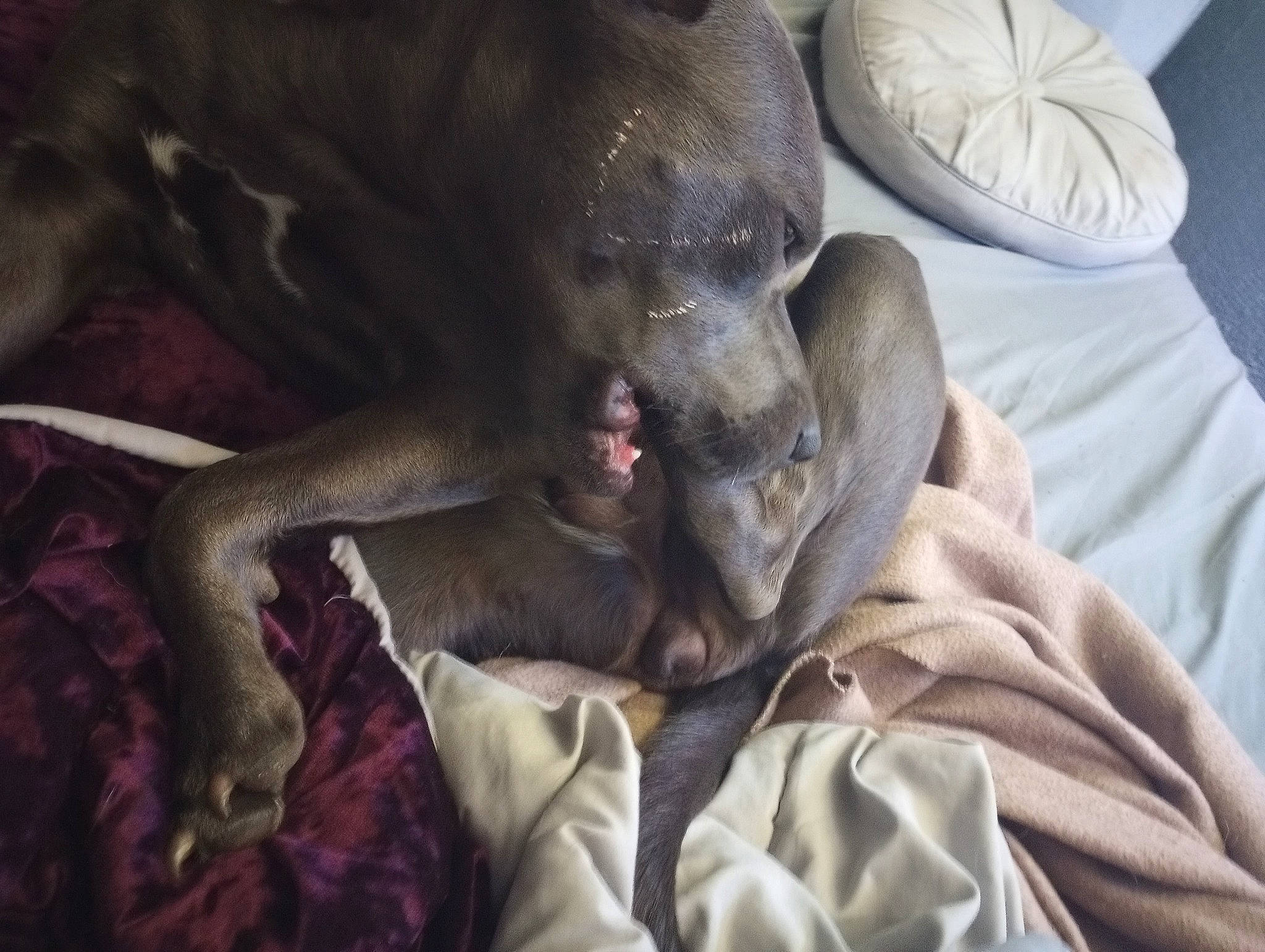 Ally is registered to the contest to win money with this photo: canidae, carnivore, comfort, companion_dog, dog, dog_breed, fawn, felidae, grey, guard_dog, linens, liver, paw, snout, sporting_group, tail, terrestrial_animal, whiskers, working_animal, wrinkle