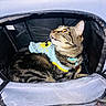 cat, tabby_cat, pet, animal, clothing, shirt, carrier, indoor, feline, curious, looking_up, cozy, soft_sided_carrier, whiskers, ears, collar, tag, striped_fur, domestic_cat, resting