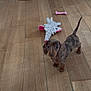 dachshund, puppy, dog, hardwood_floor, toy, pink_toy, plush_toy, small_dog, looking_up, indoor, tail_up, cute, pet, domestic_animal, brown_spotted, wooden_planks, portrait, paws, curious, floor
