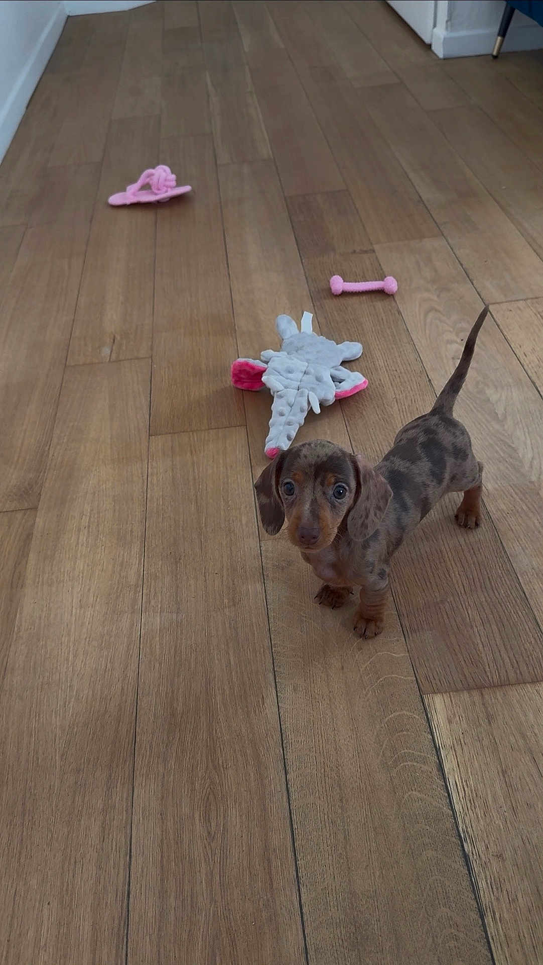 Athéna participe au concours pour gagner de l'argent avec cette photo : dachshund, puppy, dog, hardwood_floor, toy, pink_toy, plush_toy, small_dog, looking_up, indoor, tail_up, cute, pet, domestic_animal, brown_spotted, wooden_planks, portrait, paws, curious, floor