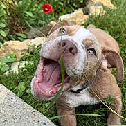 Mckinly Blanchard is registered to the contest to win money with this photo: puppy, dog, grass, open_mouth, playful, outdoor, garden, flowers, greenery, happy, young_dog, nose, tongue, ears, collar, grass_blade, closeup, nature, pet, animal