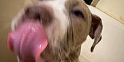 Mckinly Blanchard joined the competition — help win amazing prizes! dog, tongue, bathroom, bathtub, water, close_up, blurry, pet, playful, wet, animal, canine, paw, indoor, laundry_basket, candid, bath, licking, cute, funny