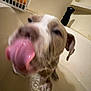 dog, tongue, bathroom, bathtub, water, close_up, blurry, pet, playful, wet, animal, canine, paw, indoor, laundry_basket, candid, bath, licking, cute, funny