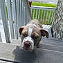 dog, puppy, stairs, outdoor, wooden_stairs, house, green_lawn, street, daylight, curious, pet, animal, canine, closeup, brown, white, front_view, ears, face, nose