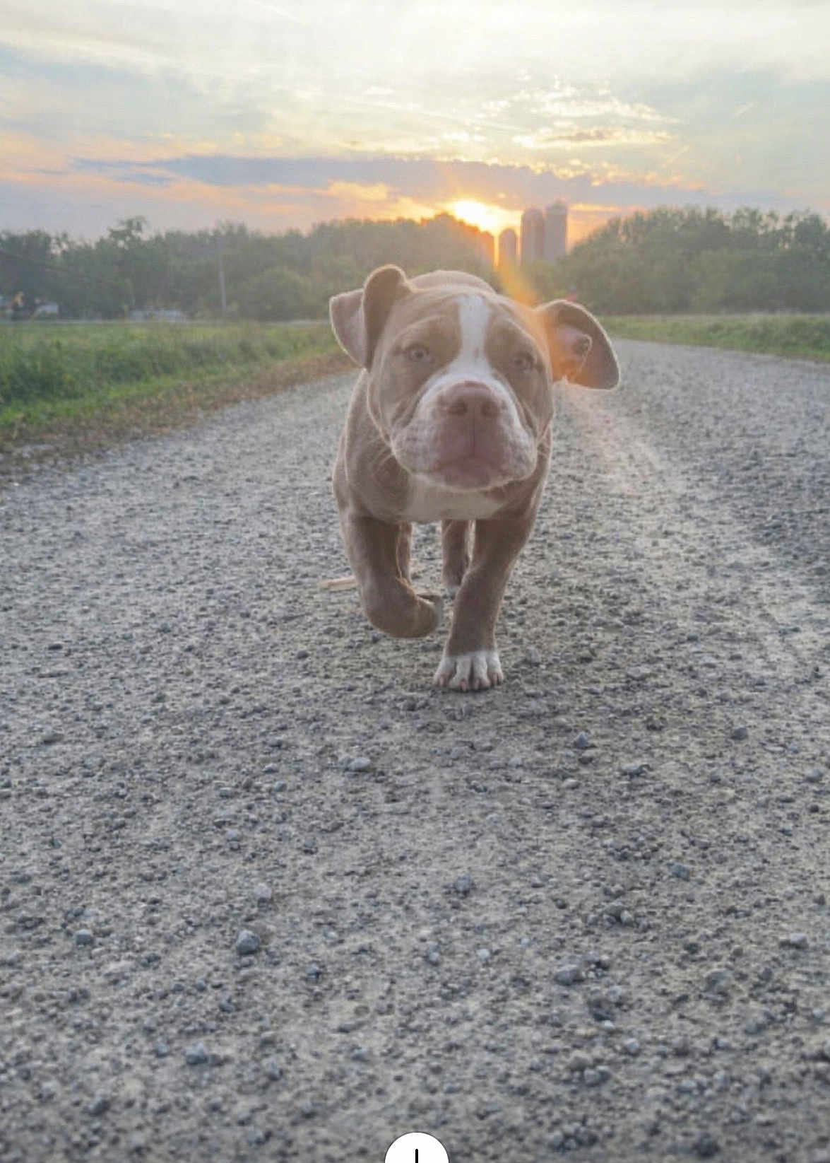 Dukester is registered to the contest to win money with this photo: puppy, dog, gravel_road, sunset, outdoor, nature, animal, walking, young_dog, sunlight, sky, clouds, grass, trees, cityscape, buildings, pet, mammal, cute, curious