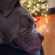 Dukester joined the competition — help win amazing prizes! dog, close_up, resting, blanket, christmas_tree, lights, holiday, indoor, wooden_floor, decorations, cozy, pet, sleepy, brown_dog, wrinkles, side_profile, festive, blurred_background, soft_lighting, home