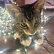 Botita joined the competition — help win amazing prizes! kitten, cat, tabby, animal, pet, cute, whiskers, ears, paws, floor, wooden_floor, fairy_lights, glowing, lights, indoor, curious, close_up, young_cat, playful, domestic_cat
