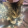 kitten, cat, tabby, animal, pet, cute, whiskers, ears, paws, floor, wooden_floor, fairy_lights, glowing, lights, indoor, curious, close_up, young_cat, playful, domestic_cat