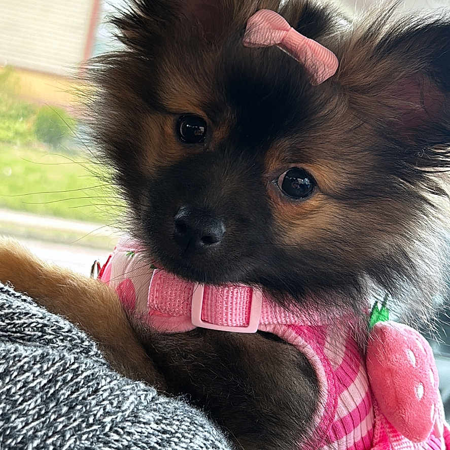 Aminah joined the competition — help win amazing prizes! adorable, animal, black_nose, brown_fur, car_interior, close_up, companion, cute, dog, ears, furry, human_arm, indoor, pet, pink_bow, pink_harness, puppy, small_dog, soft_focus, sweater