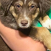 Winston is registered to the contest to win money with this photo: puppy, dog, brown_fur, tan_fur, cute, pet, animal, fur, portrait, looking_at_camera, person_arm, green_shirt, indoor, closeup, young_dog, fluffy, companion, friendly, adorable, mammal