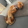 animal, belly_up, brown_dog, collar, couch, dog, funny, home, indoor, living_room, lying_down, paws, pet, playful, portrait, relaxed, sofa, tags, tail, upside_down