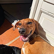 Bonnie a rejoint le concours — aidez-le/la à gagner de superbes lots ! animal, brown_dog, close_up, dog, dog_bed, doorway, floppy_ears, happy, indoors, open_mouth, outdoors, pet, portrait, relaxed, short_fur, smiling, sunlight, teeth, terracotta_floor, tongue