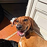 animal, brown_dog, close_up, dog, dog_bed, doorway, floppy_ears, happy, indoors, open_mouth, outdoors, pet, portrait, relaxed, short_fur, smiling, sunlight, teeth, terracotta_floor, tongue