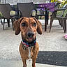Bonnie participe au concours pour gagner de l'argent avec cette photo : backyard, brown_dog, canine, collar, colorful_collar, concrete, dog, floppy_ears, front_facing, garden, greenery, large_eyes, outdoor, patio, patio_furniture, pet, portrait, standing, table, tongue_out
