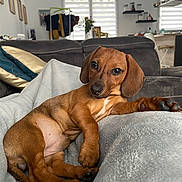 Bonnie participe au concours pour gagner de l'argent avec cette photo : dachshund, puppy, dog, brown_dog, lying_down, blanket, couch, living_room, indoor, pet, fur, canine, relaxed, cozy, home, curious, animal, paw, ears, snout