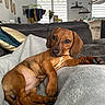dachshund, puppy, dog, brown_dog, lying_down, blanket, couch, living_room, indoor, pet, fur, canine, relaxed, cozy, home, curious, animal, paw, ears, snout
