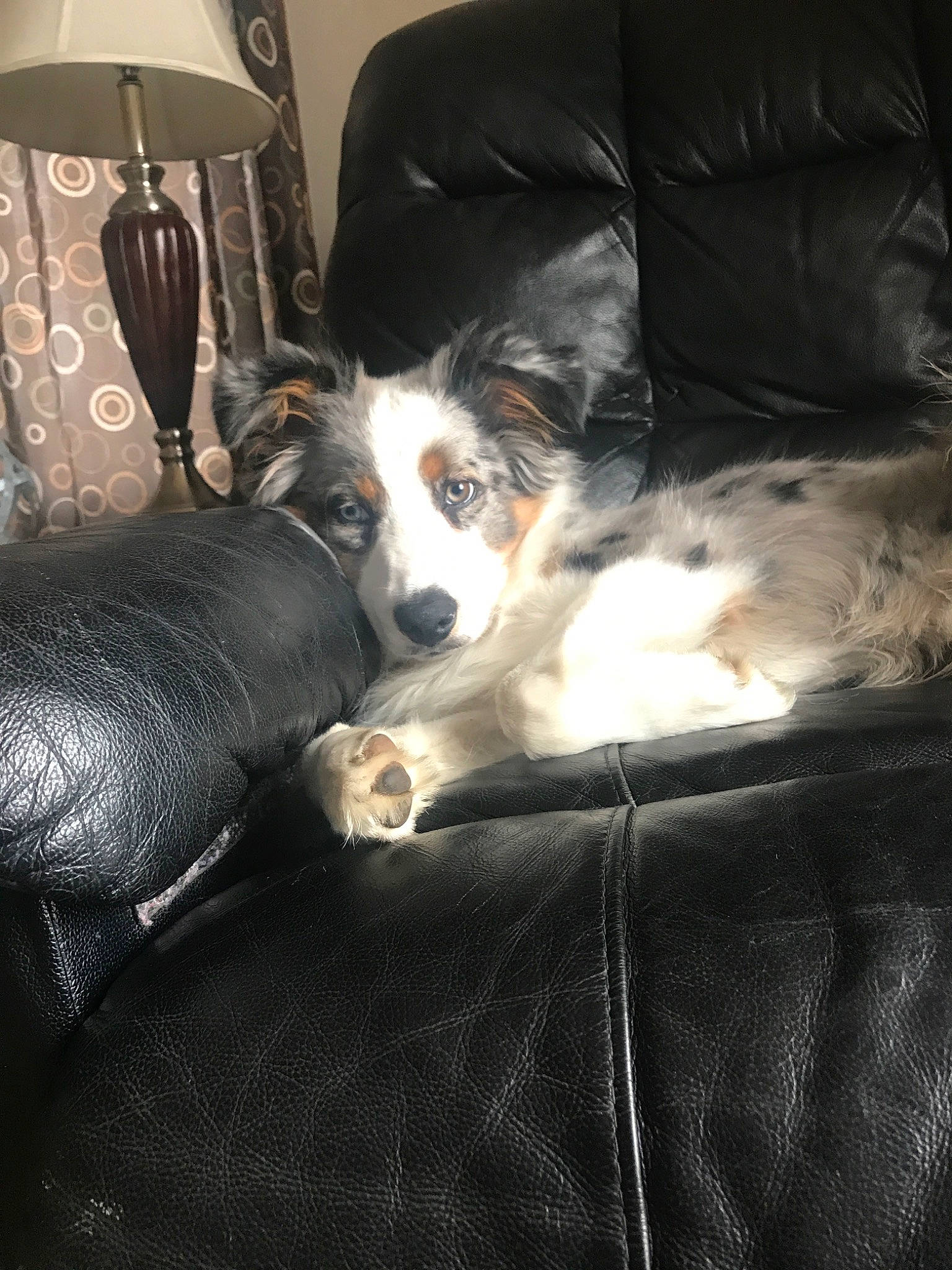 Leo joined the competition — help win amazing prizes! bernese_mountain_dog, border_collie, canidae, carnivore, companion_dog, dog, dog_breed, mammal, snout