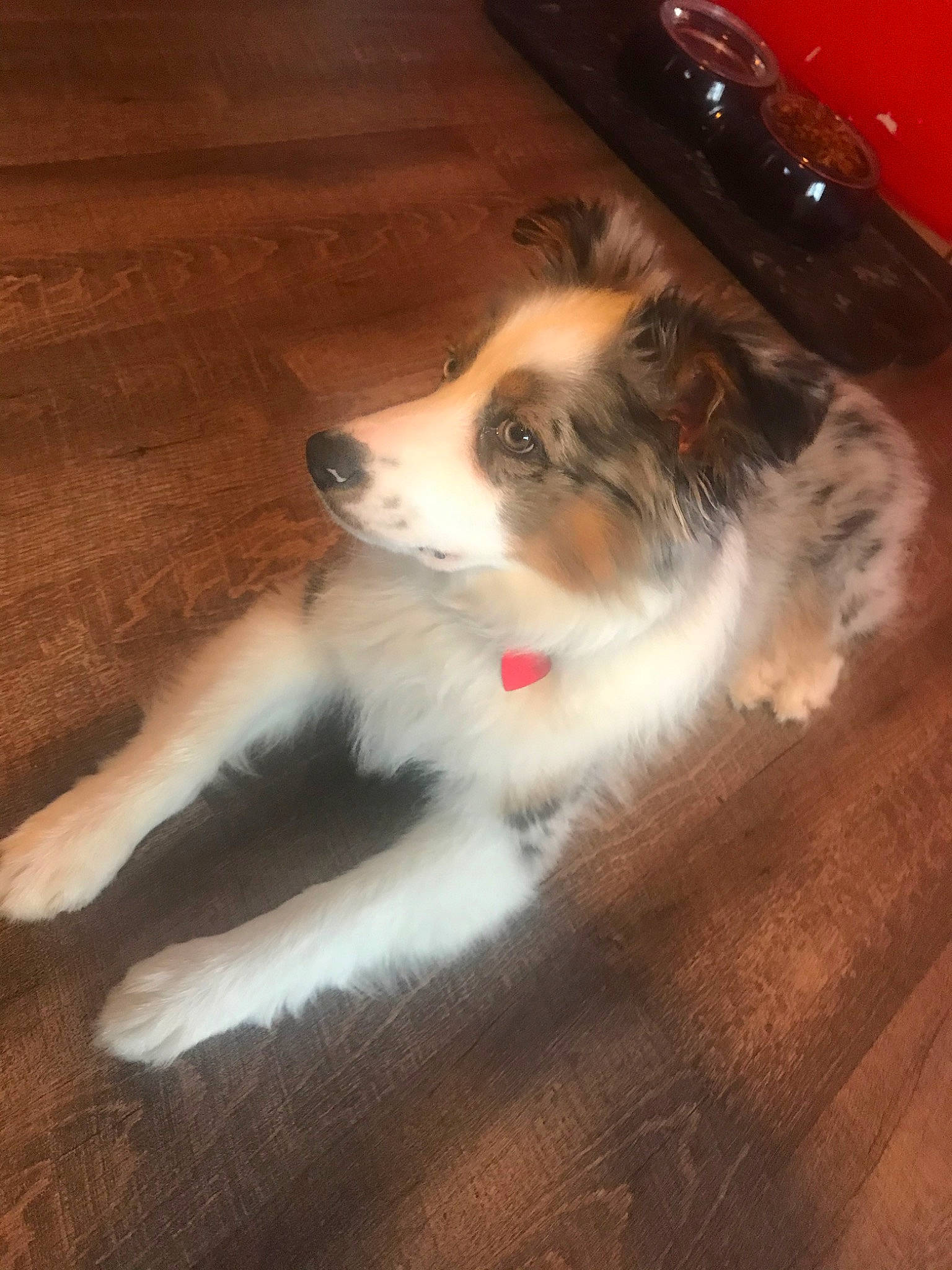 Leo joined the competition — help win amazing prizes! australian_shepherd, canidae, carnivore, companion_dog, dog, dog_breed, kooikerhondje, mammal, miniature_australian_shepherd, scotch_collie, snout, sporting_group, welsh_sheepdog