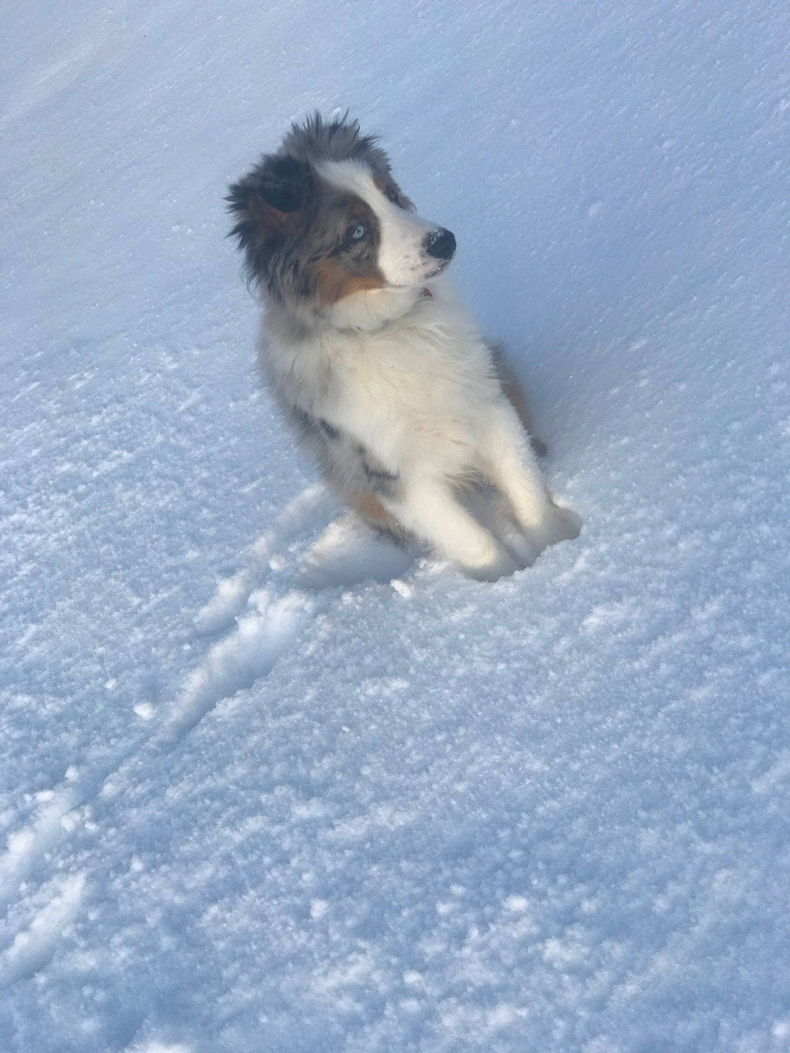 Leo joined the competition — help win amazing prizes! australian_shepherd, border_collie, canidae, carnivore, dog, dog_breed, havanese, mammal, miniature_australian_shepherd, papillon, phalene, puppy, snow, sporting_group, tornjak, winter
