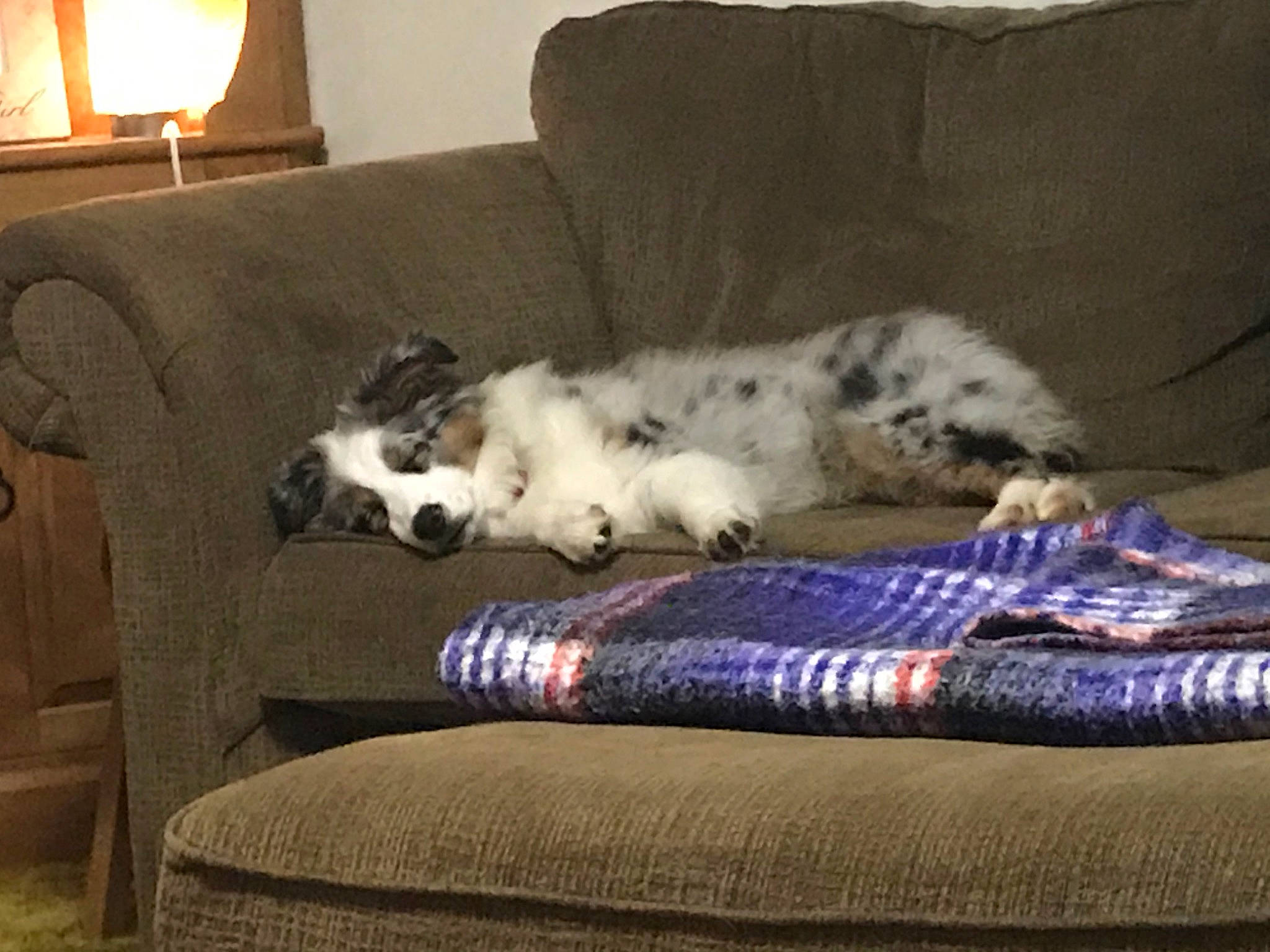 Leo joined the competition — help win amazing prizes! australian_shepherd, border_collie, canidae, carnivore, comfort, companion_dog, couch, dog, dog_bed, dog_breed, furniture, nap, sporting_group