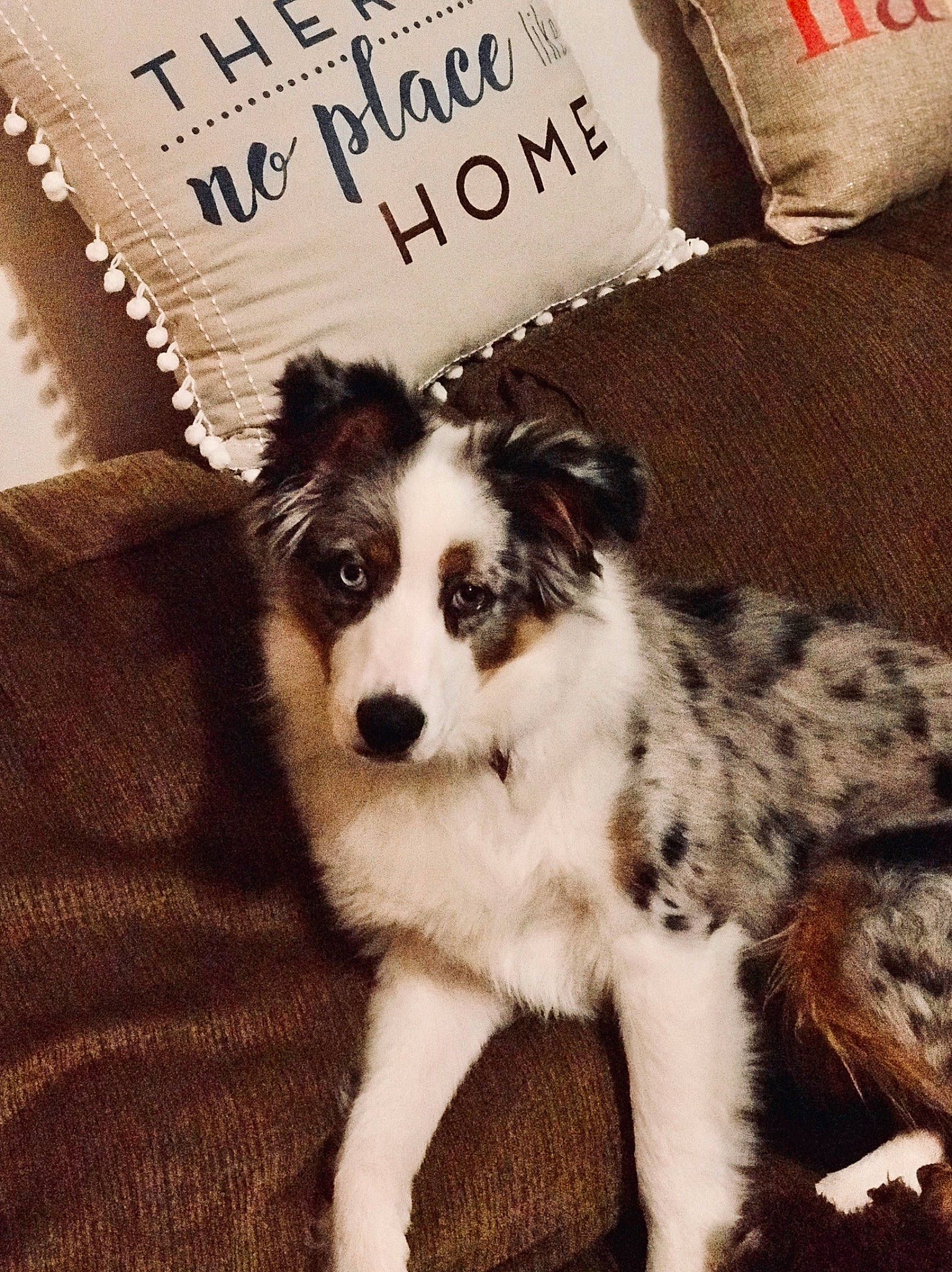 Leo is registered to the contest to win money with this photo: australian_collie, australian_shepherd, border_collie, canidae, carnivore, companion_dog, dog, dog_breed, herding_dog, mammal, miniature_australian_shepherd, photo_caption, puppy, rare_breed_dog, working_dog