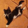 Bootsie