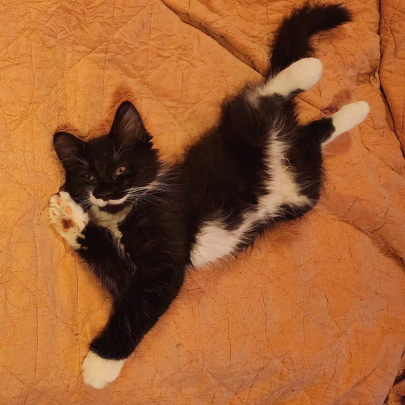 Bootsie joined the competition — help win amazing prizes! animal, black_and_white, blanket, cat, cozy, cute, feline, fur, indoor, kitten, lying_down, orange, paw, pet, playful, relaxed, soft, stretching, whiskers, young_cat