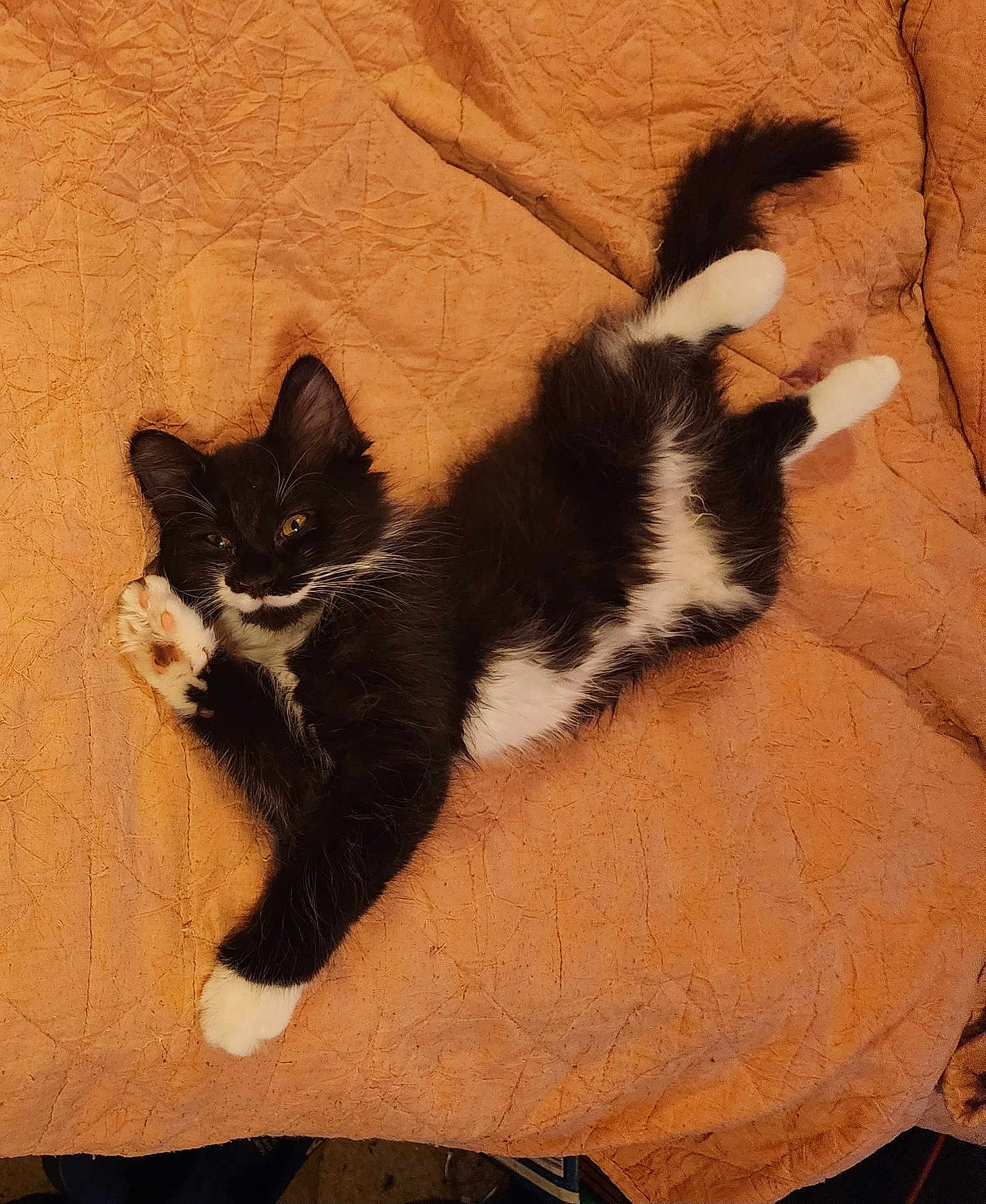 Bootsie joined the competition — help win amazing prizes! kitten, cat, black_and_white, paw, fur, whiskers, lying_down, blanket, orange, stretching, cute, pet, animal, indoor, feline, soft, relaxed, young_cat, playful, cozy