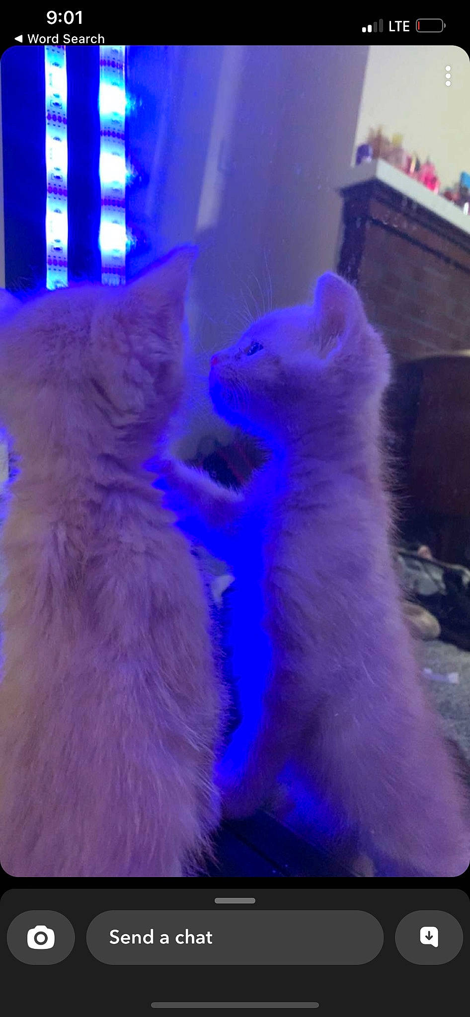 Cimba is registered to the contest to win money with this photo: carnivore, cat, darkness, electric_blue, event, felidae, fun, fur, magenta, mammal, night, purple, small_to_medium_sized_cats, tail, vertebrate, whiskers, winter