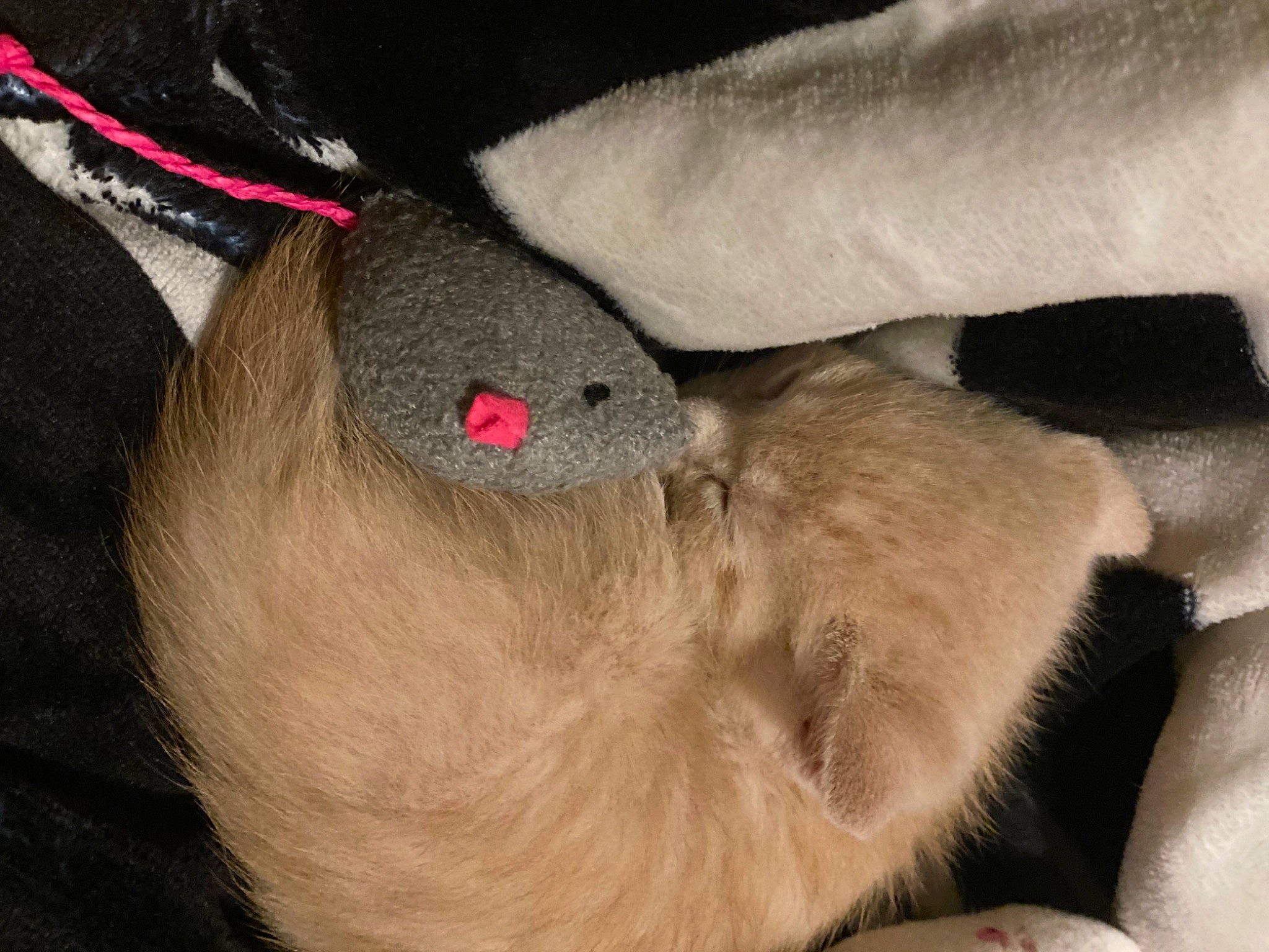 Cimba joined the competition — help win amazing prizes! canidae, carmine, claw, collar, comfort, dog_breed, fawn, foot, fur, human_body, human_leg, liver, magenta, paw, snout, sporting_group, stuffed_toy, whiskers, working_animal