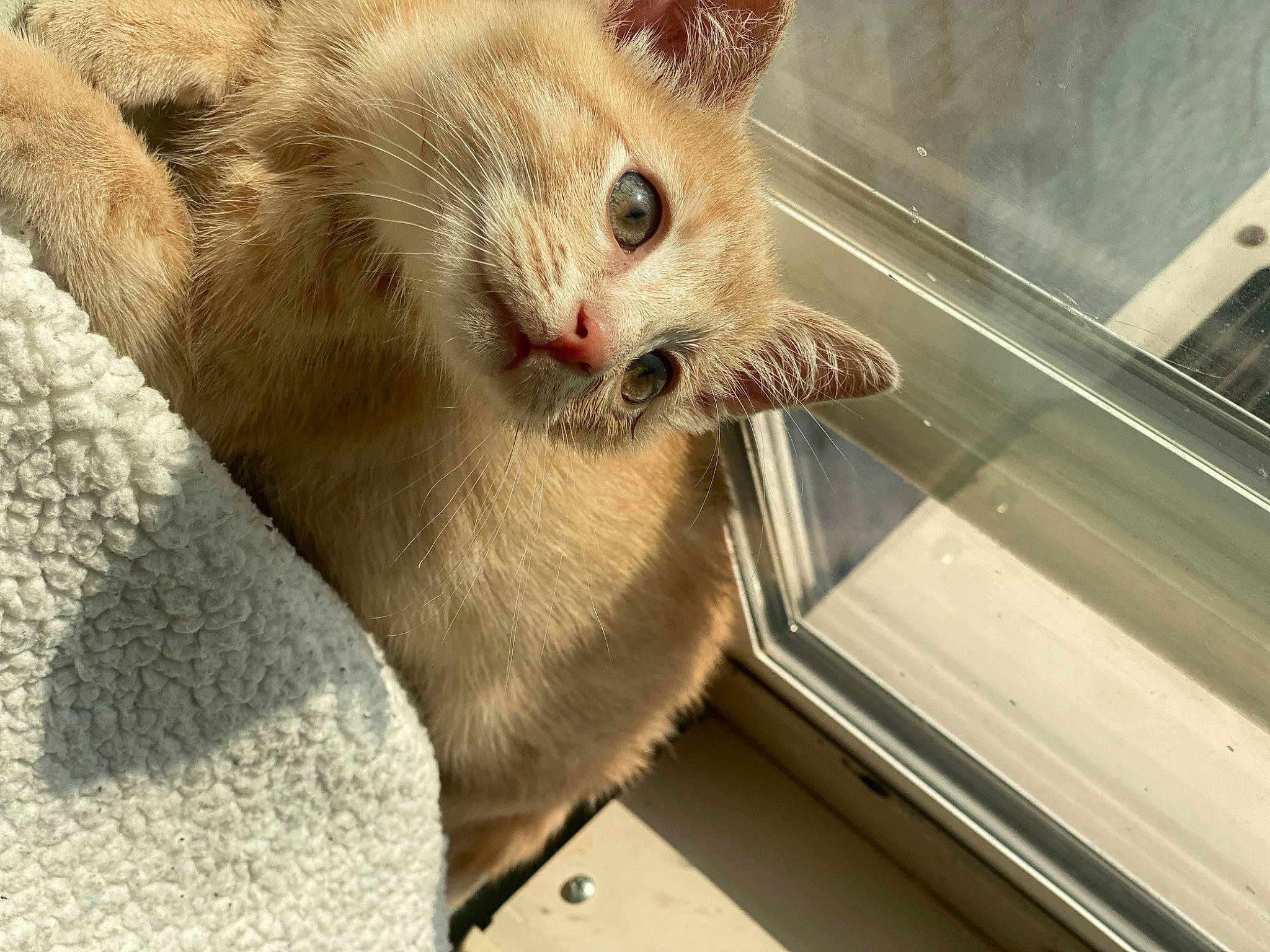 Cimba is registered to the contest to win money with this photo: carnivore, cat, cat_supply, claw, comfort, domestic_short_haired_cat, fawn, felidae, fur, paw, pet_supply, sitting, small_to_medium_sized_cats, snout, tail, terrestrial_animal, whiskers, window, wood