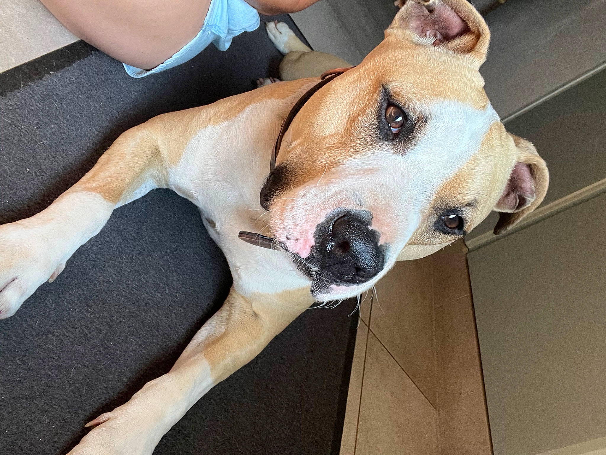 Ninho a rejoint le concours — aidez-le/la à gagner de superbes lots ! canidae, carnivore, collar, companion_dog, dog, dog_breed, dog_supply, fawn, fur, jaw, non_sporting_group, paw, pet_supply, snout, sporting_group, whiskers, working_animal