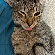 Junior is registered to the contest to win money with this photo: cat, kitten, tabby, animal, pet, feline, close_up, portrait, face, whiskers, ears, fur, striped_fur, pink_tongue, winking, sleepy, cute, funny, blue_blanket, indoors