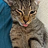 cat, kitten, tabby, animal, pet, feline, close_up, portrait, face, whiskers, ears, fur, striped_fur, pink_tongue, winking, sleepy, cute, funny, blue_blanket, indoors