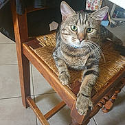 Miou a rejoint le concours — aidez-le/la à gagner de superbes lots ! animal, cat, closeup, collar, feline, furniture, green_eyes, home, indoor, lounging, pet, portrait, sitting, stretched_paw, striped_fur, tabby, tile_floor, whiskers, wooden_chair, woven_seat
