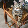 animal, cat, closeup, collar, feline, furniture, green_eyes, home, indoor, lounging, pet, portrait, sitting, stretched_paw, striped_fur, tabby, tile_floor, whiskers, wooden_chair, woven_seat